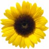 237 2371352 sunflower png