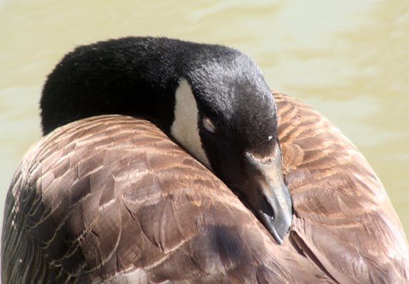 Sleeping Goose 4593497830