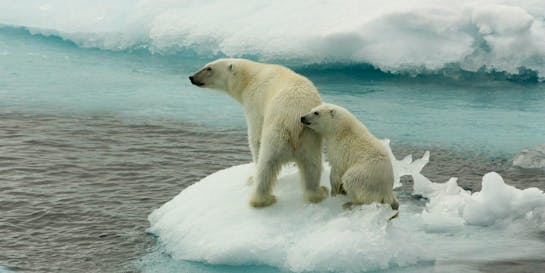 China dialogue ocean melting ice caps polar bears 1440x720